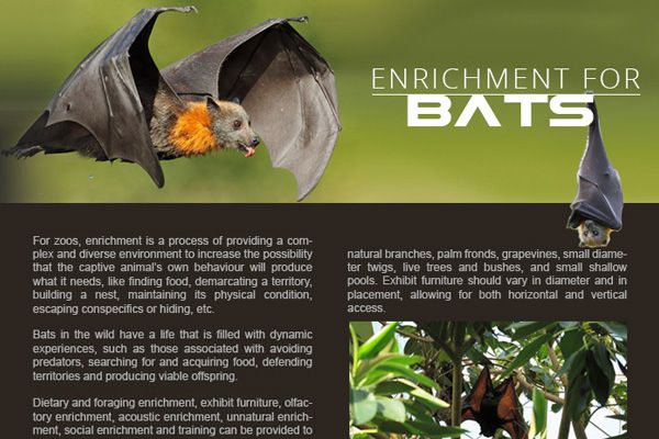 Bats Enrichment