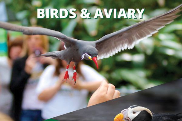 Birds & Aviary