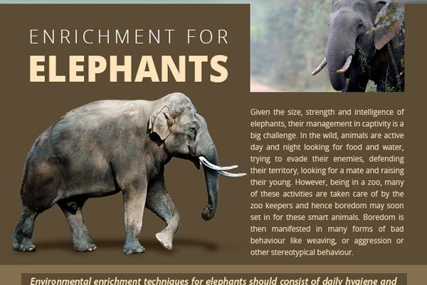 Enrichment for Elephants