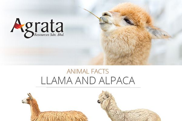 Llama and Alpaca