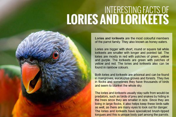 Interesting Facts of Lories and Lorikeets