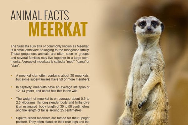 Animal Facts Meerkat