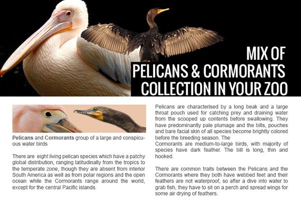 Mix of Pelicans and Cormorants collection