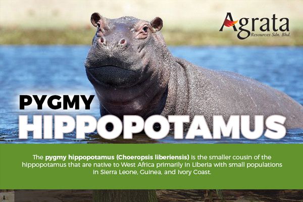 Pygmy Hippopotamus