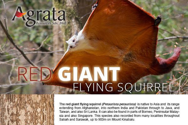 Red Giant Flying Squirrel
