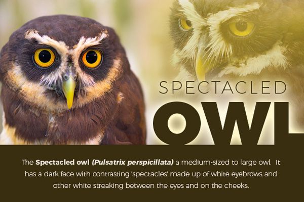 Spectacled Owl - Pulsatrix perspicillata